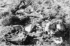 Кости и тленни останки на жертви от лагера на смъртта в Белжец (IPN).